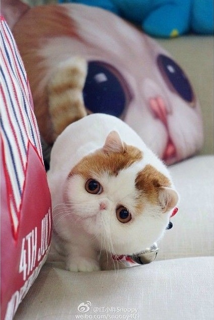 gatitos persas
