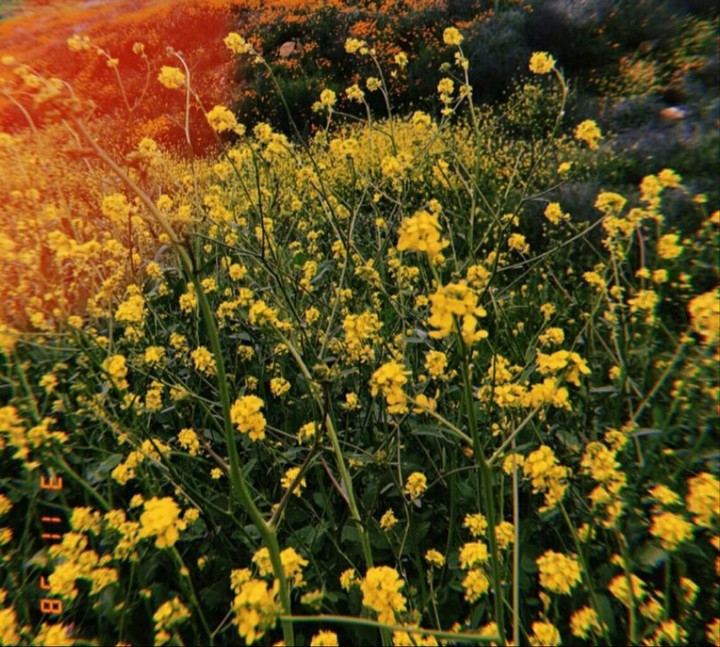 yellow flower field