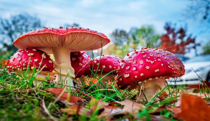 red
