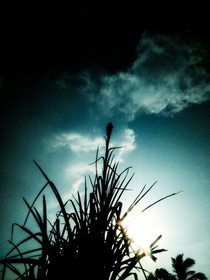 nature