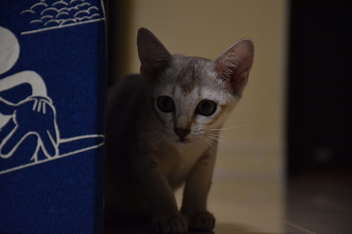狙う猫2