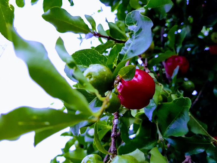 Acerola