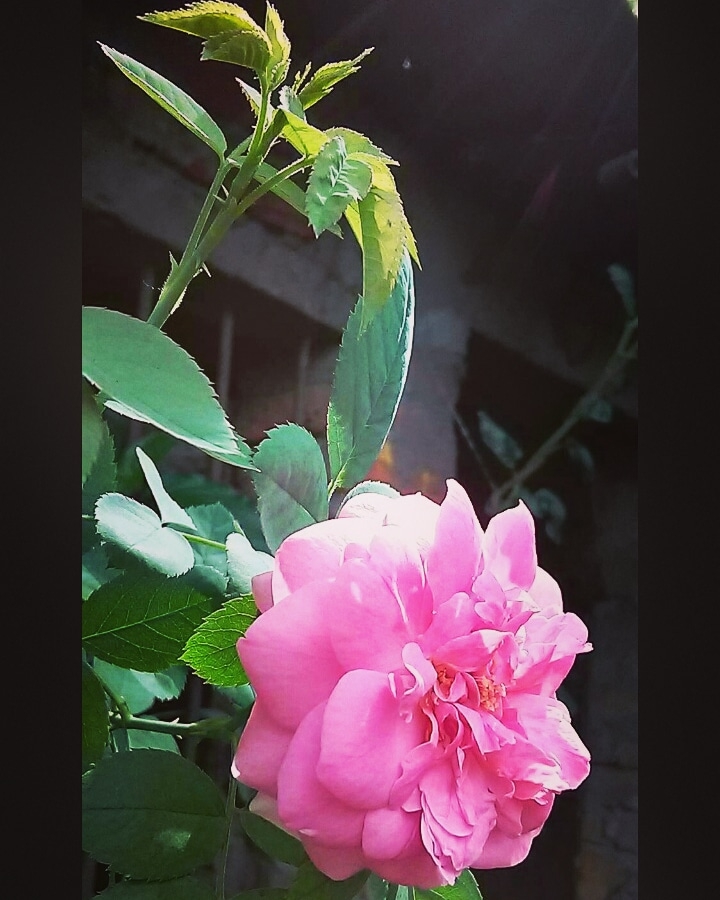 pink rose