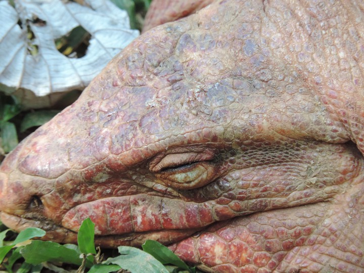 Teiú Lagarto