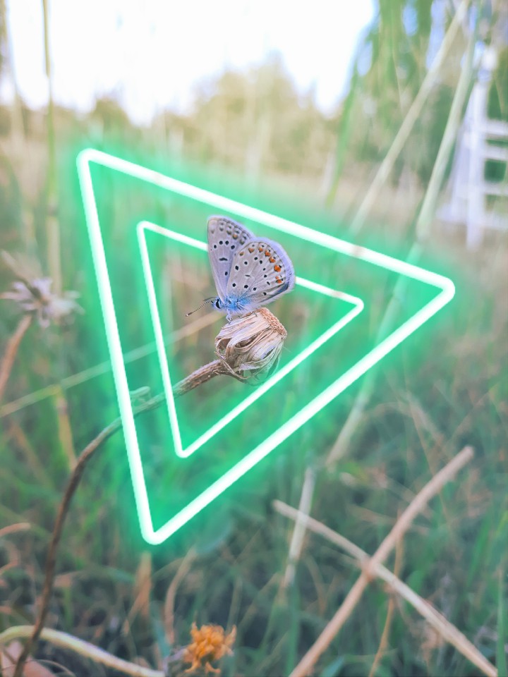 butterfly