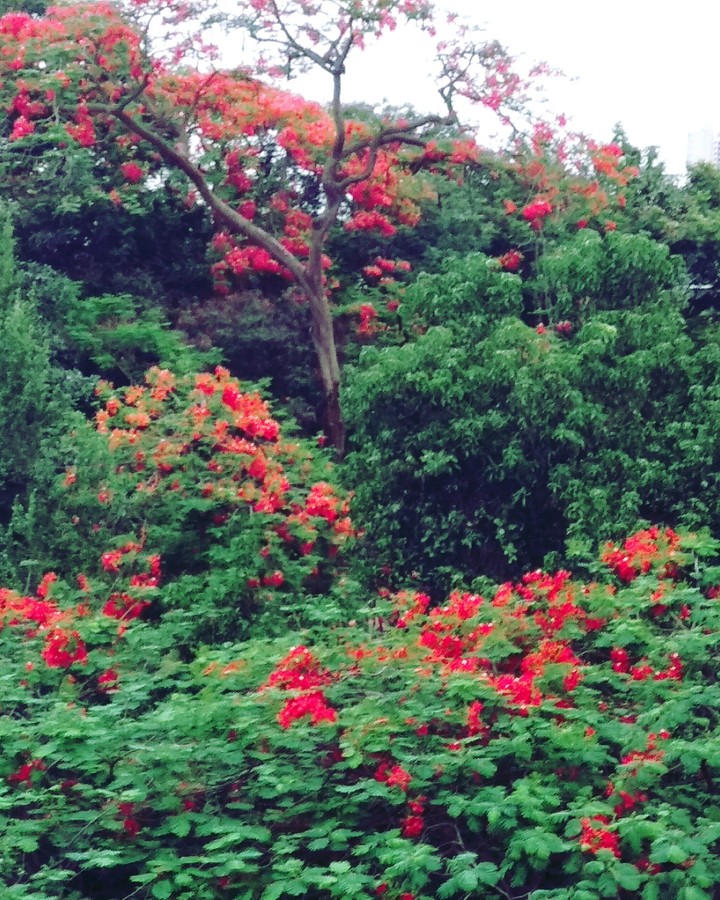 cool forest