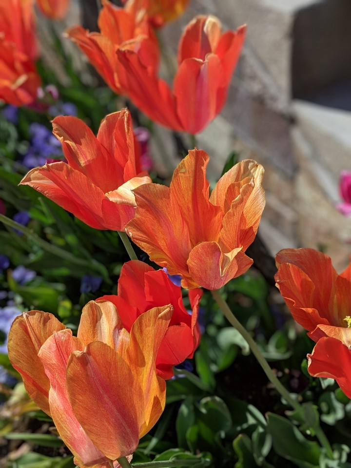 Happy Little Flowers
