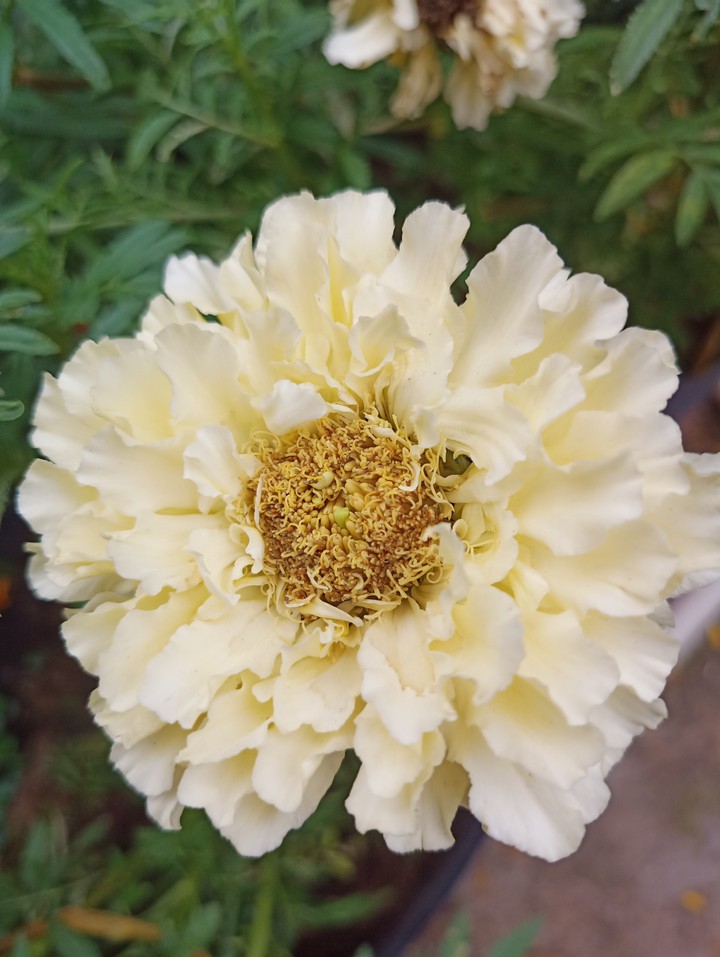 yellow daisy