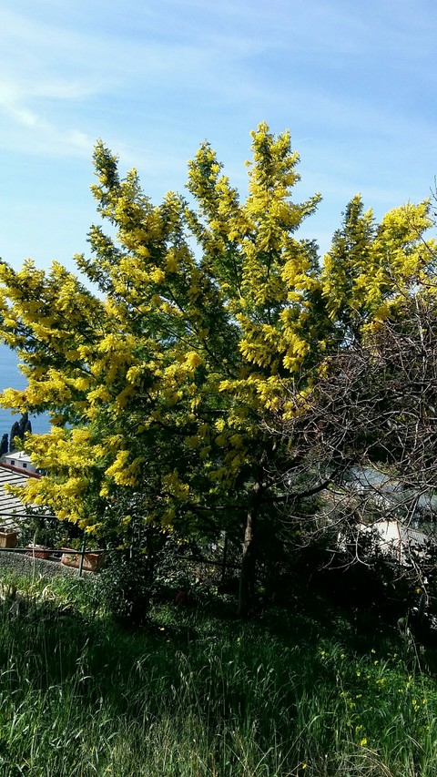 Bellissima mimosa a Pieve Alta Genova