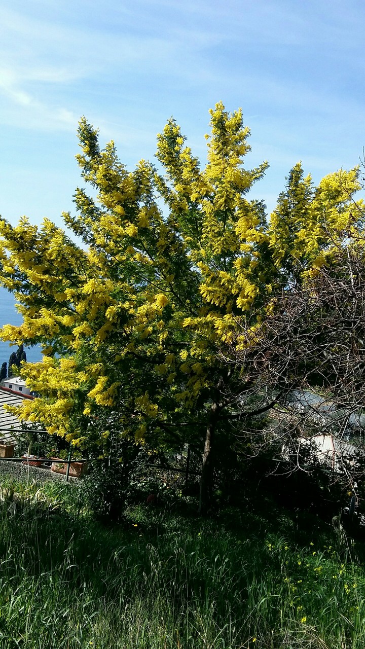 Bellissima mimosa a Pieve Alta Genova