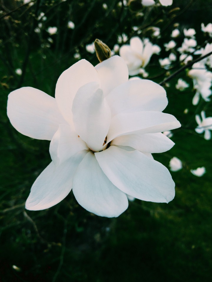 Azalia