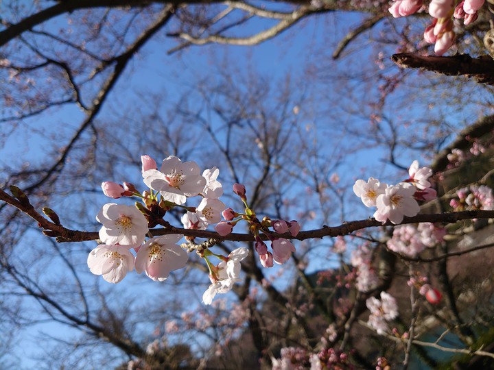 桜