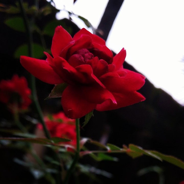 red Rose