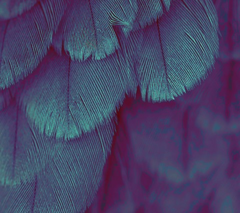 Перья