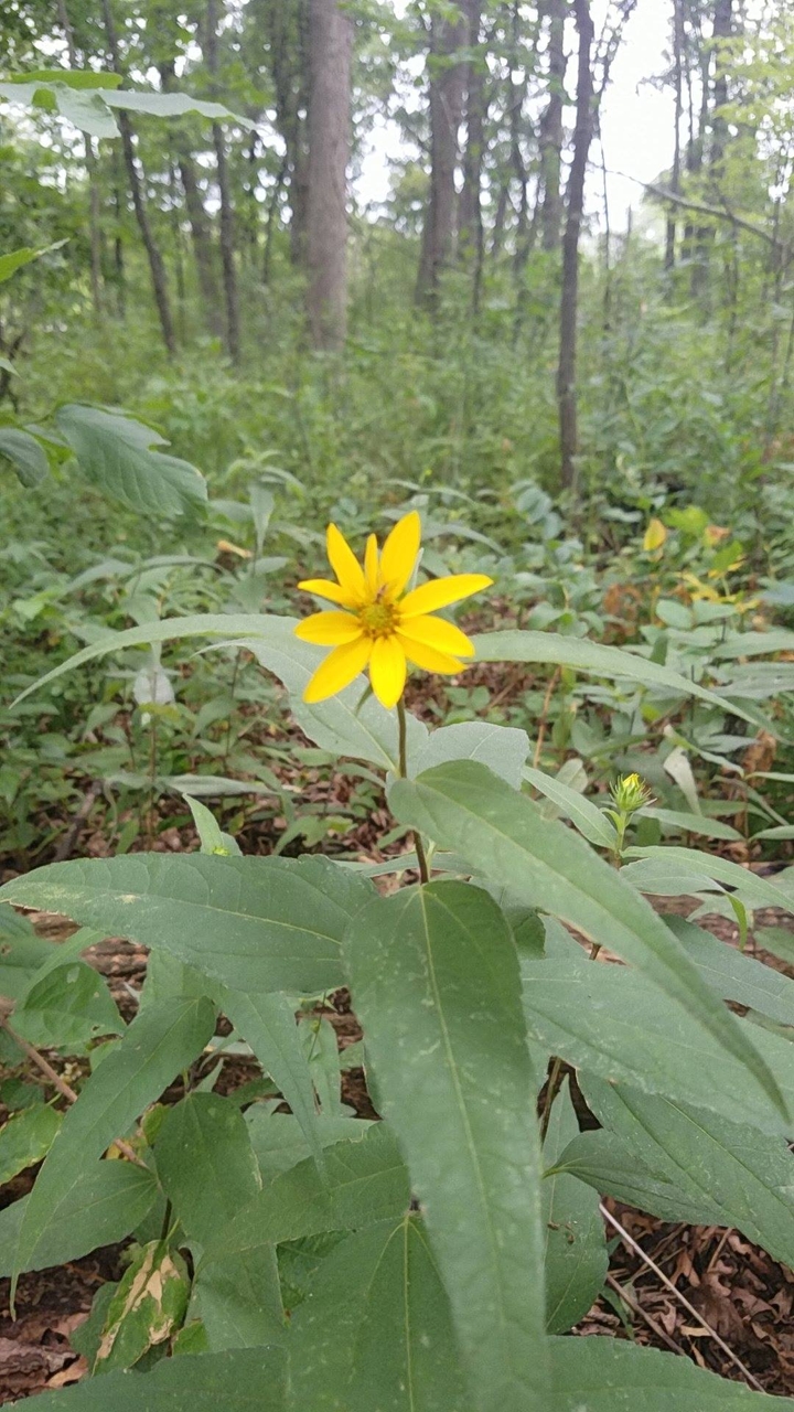 “Wildflower”...
