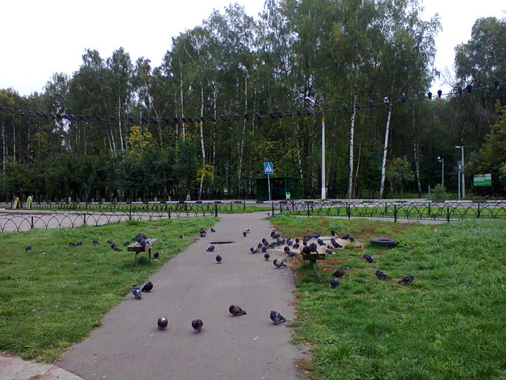 Голуби