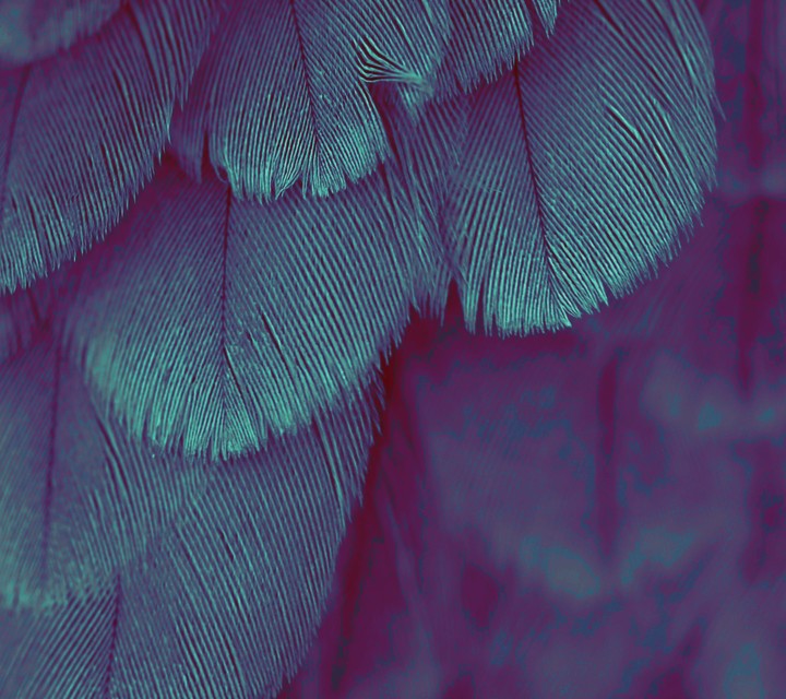 Перья