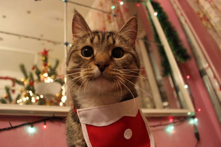 Cat`s selfie