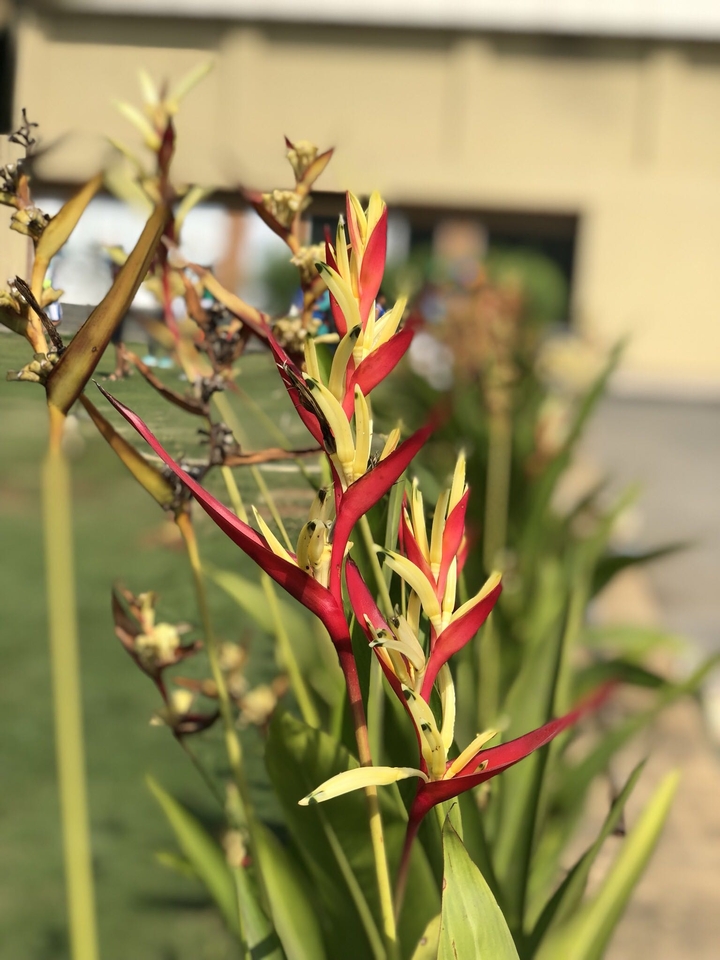Bird of Paradise