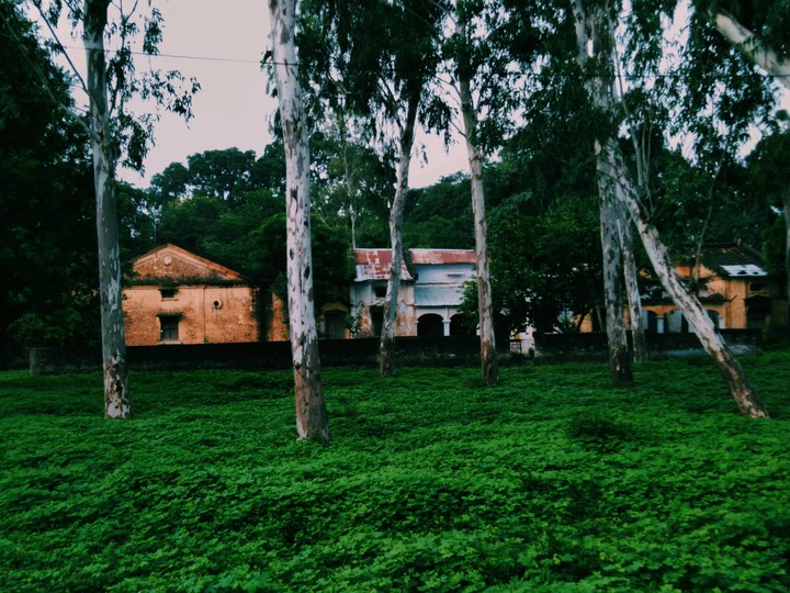 Forest