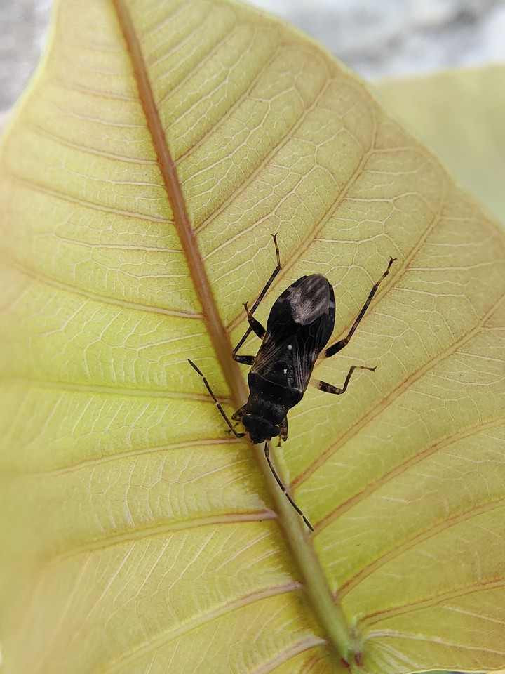 Mr. Little Bug ??