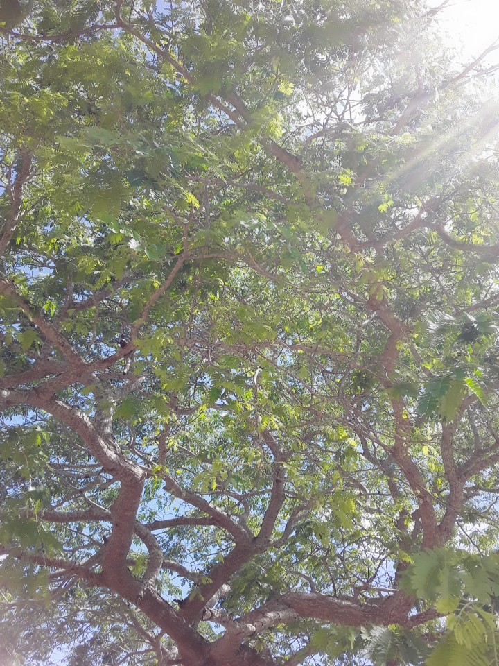 Brasil/ Bahia