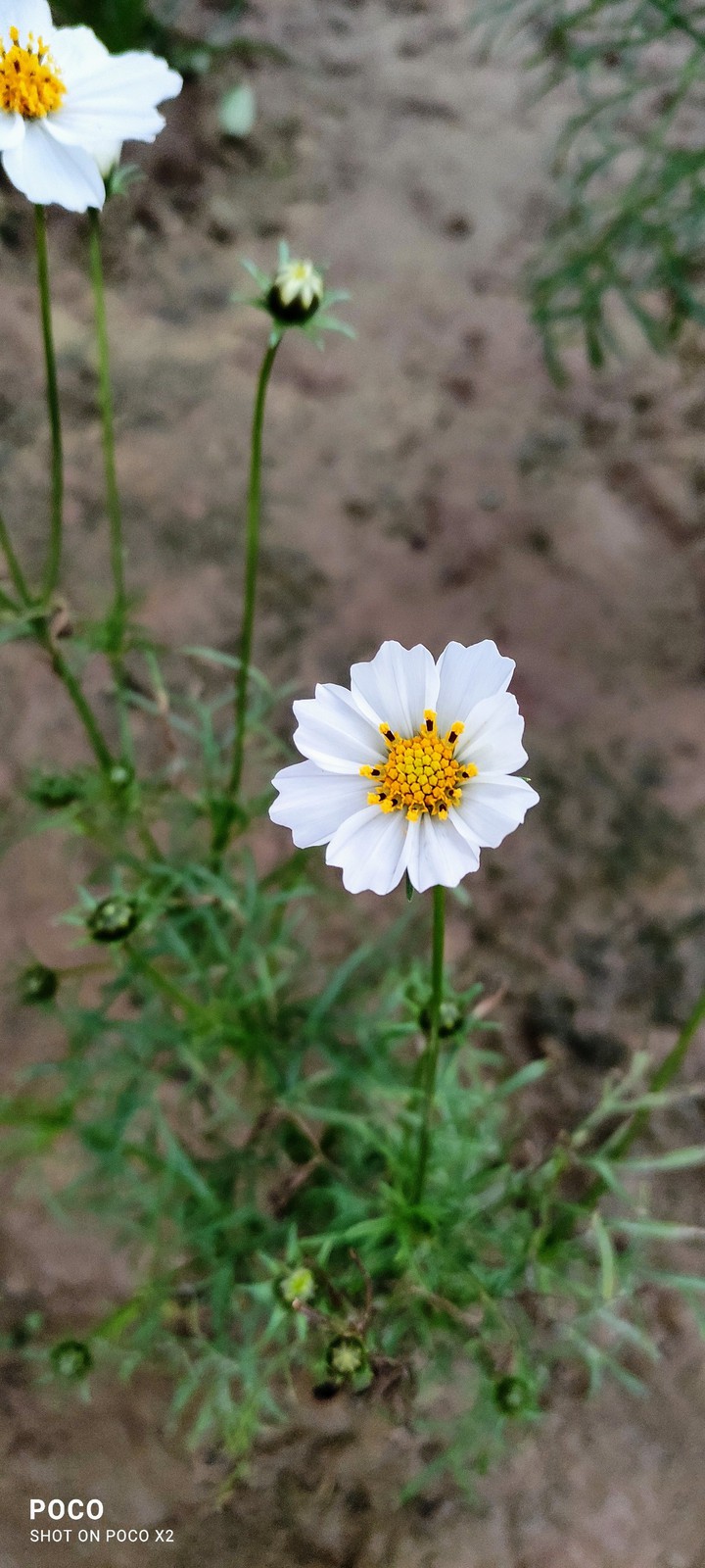 Layia glandulosa