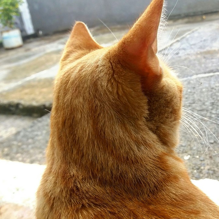 cat