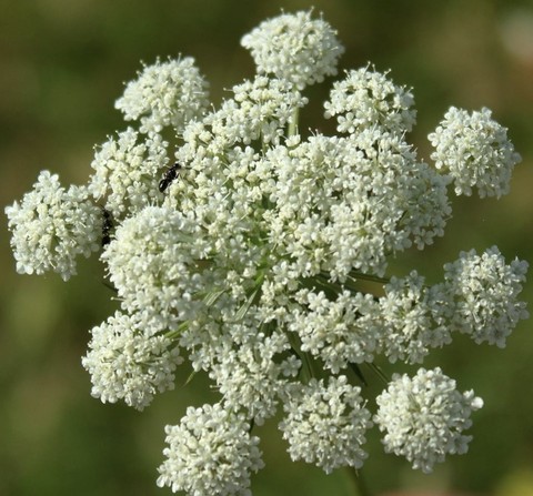 sfondi subshrub, shrub