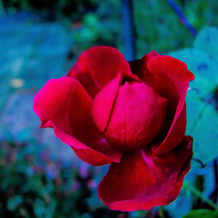 cold rose