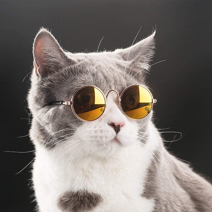 (=^･ｪ･^=)
