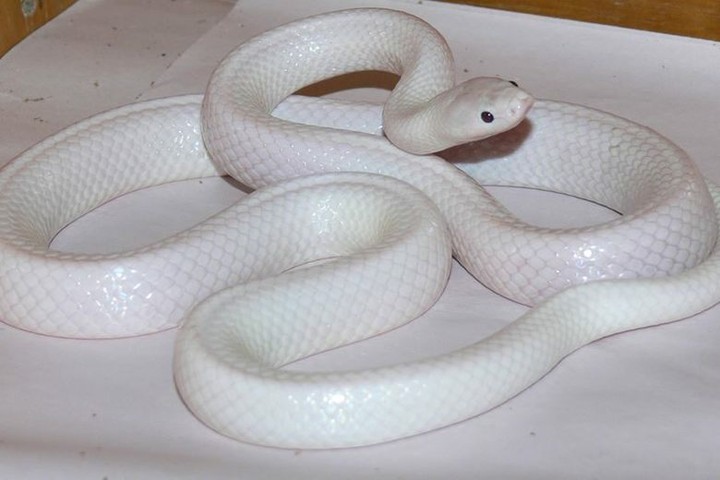 white sneak