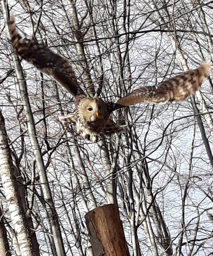 Bird