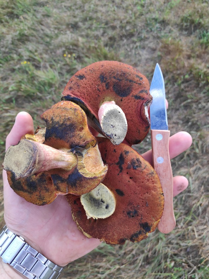 mushrooms