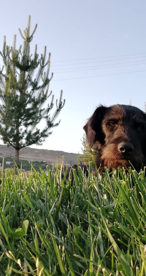 yoldaş