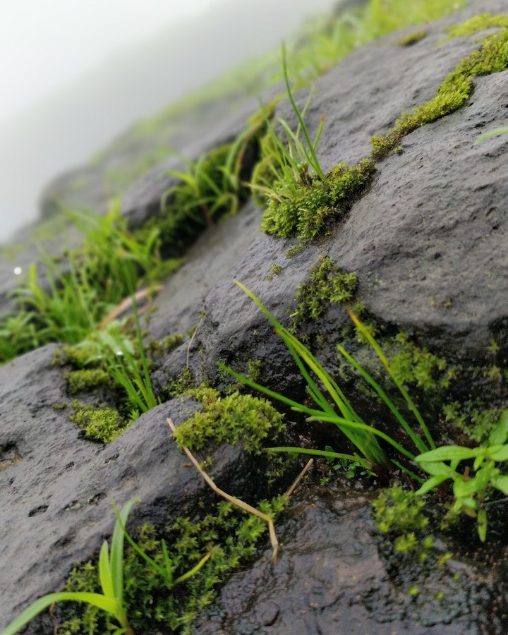 Life between rocks