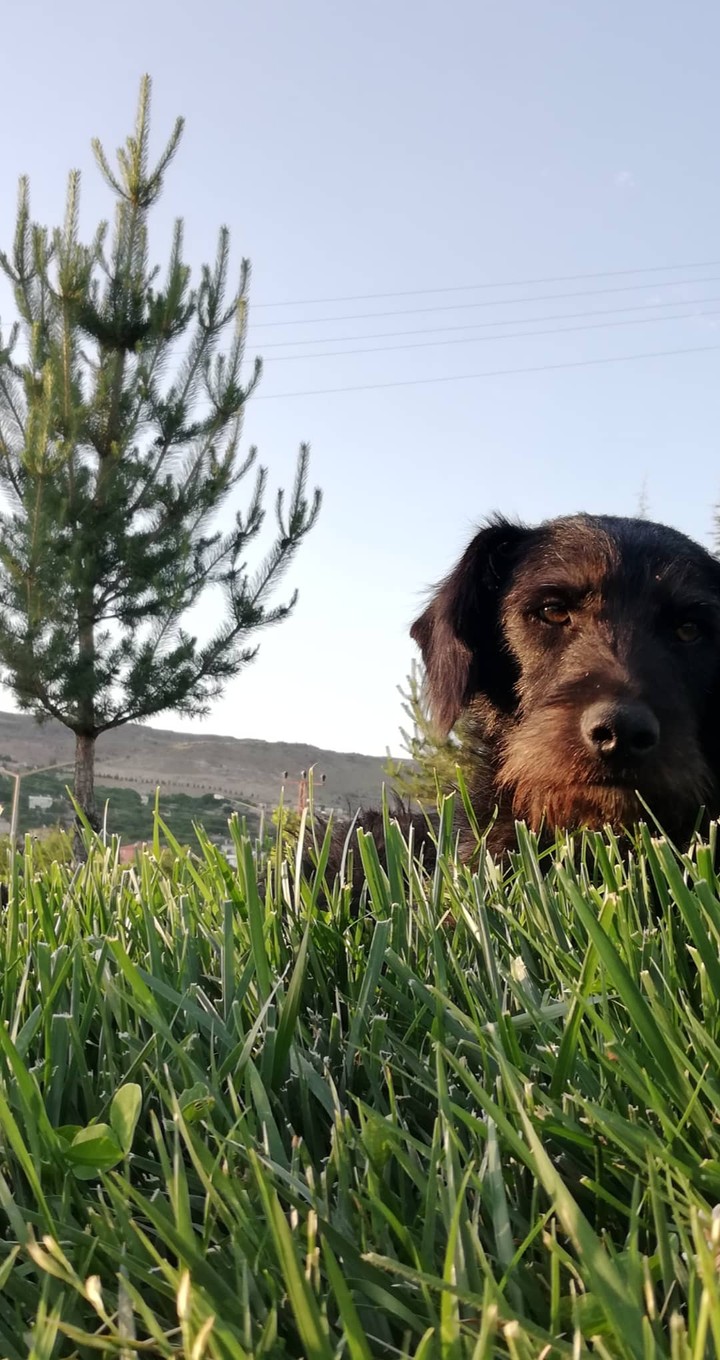 yoldaş