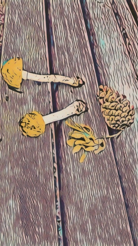 tapety plank, paint