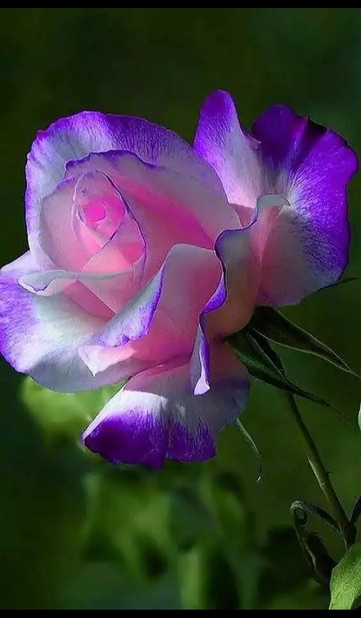 rose