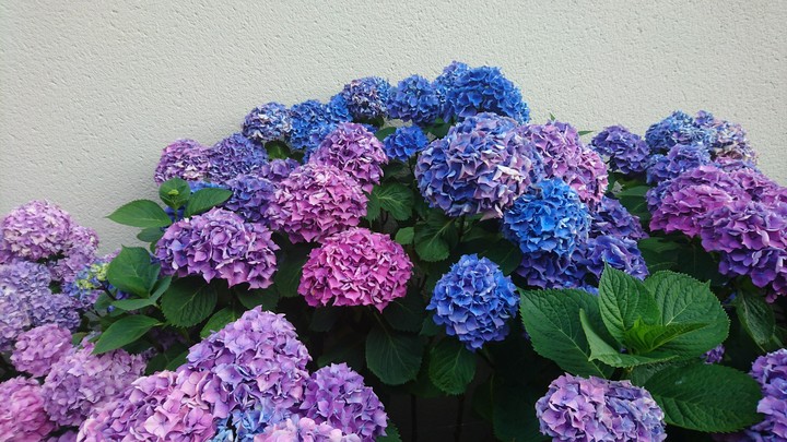 hortensias bleus