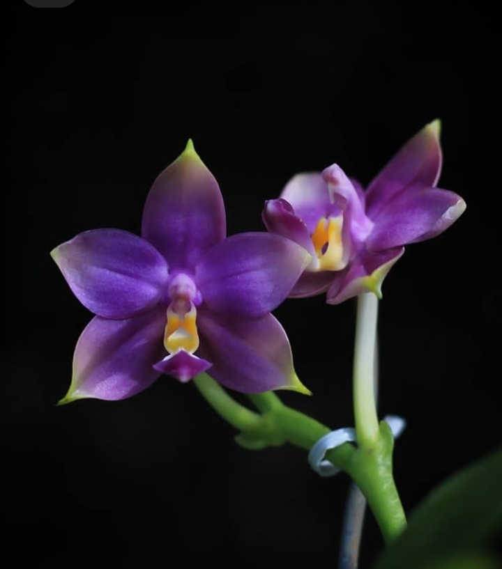 orchid
