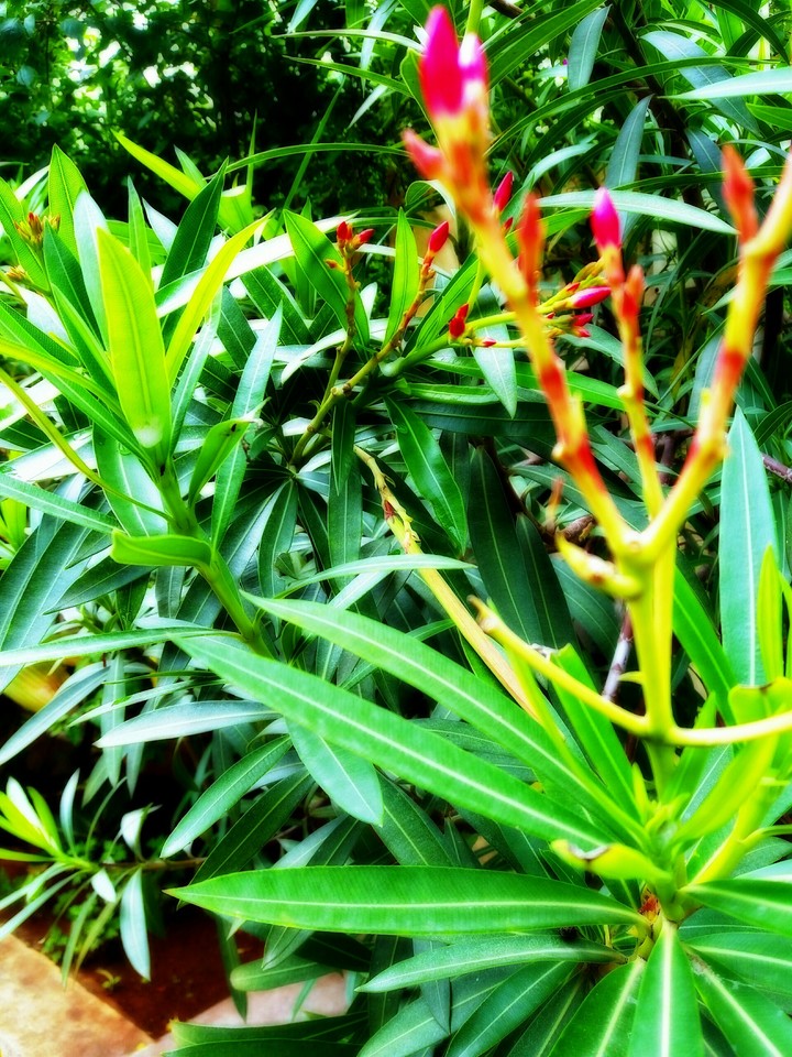 green plant
