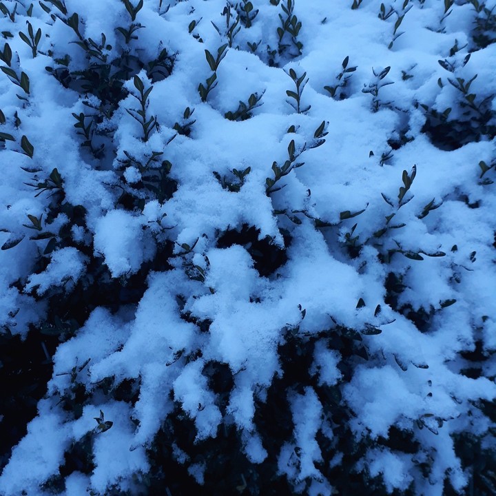 ▪snow bush○•°