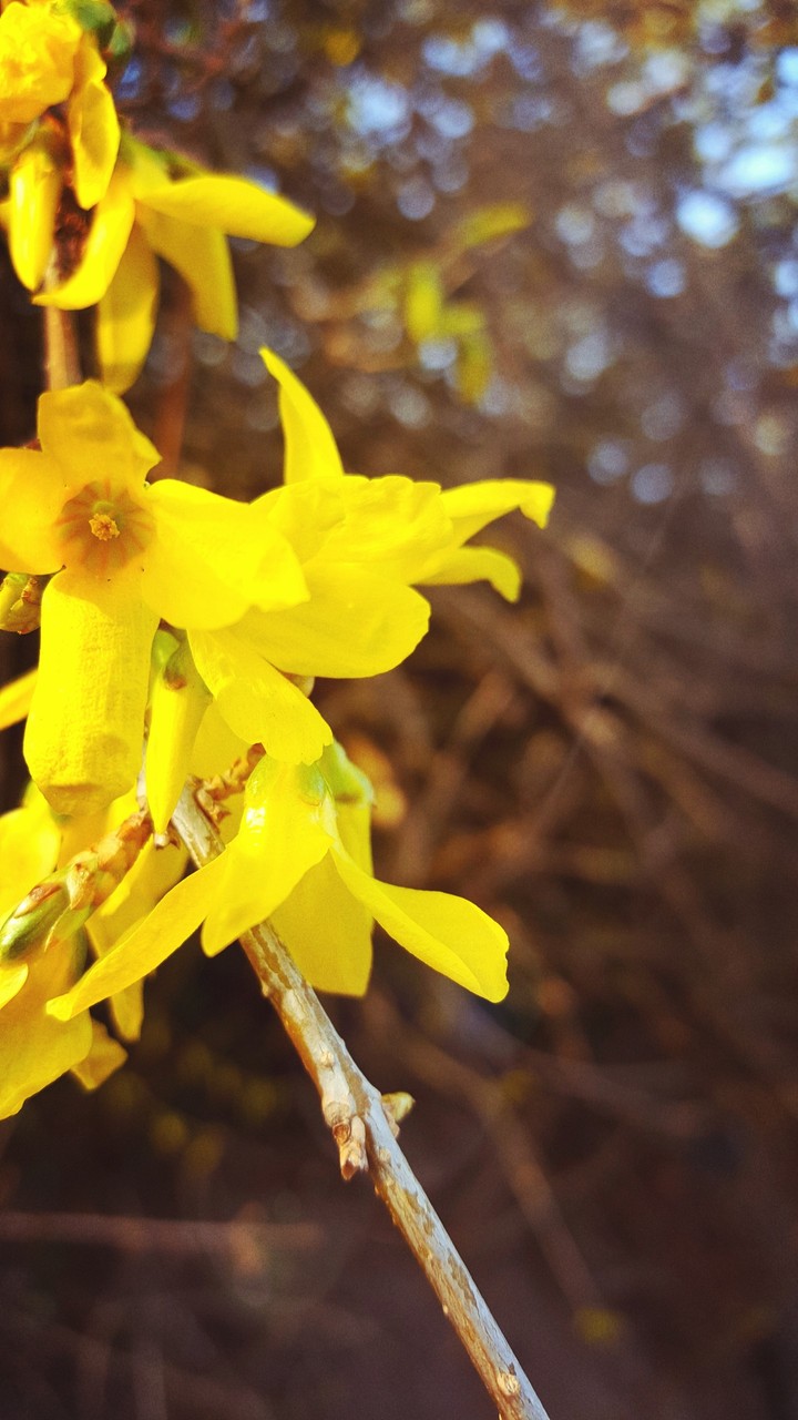 flower