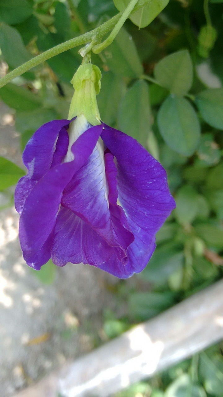 a violet flower