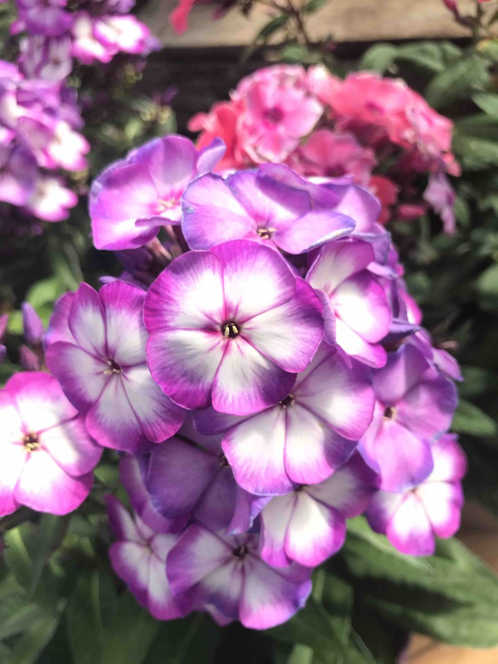 purple flower