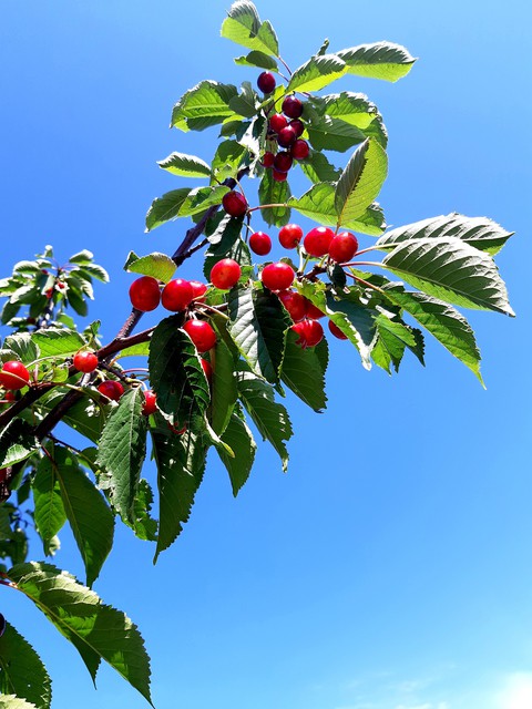 cherry