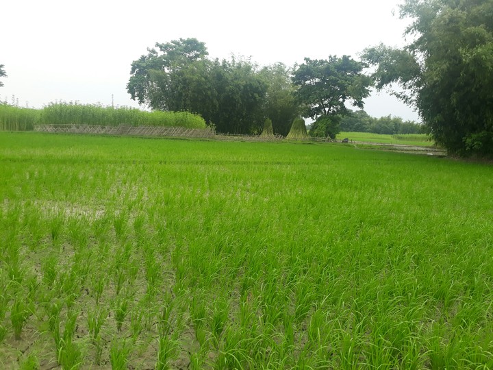 Green world