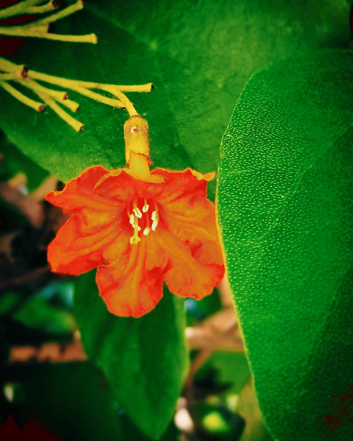 Cool flower pic I took in Tulum Mexico in Riviera Maya