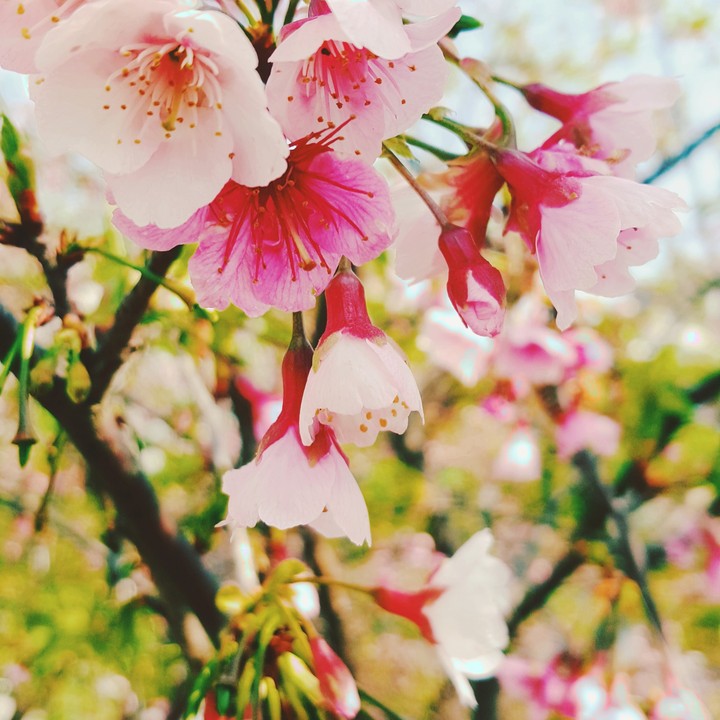 櫻花